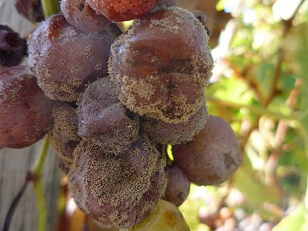 сіра гниль на винограді