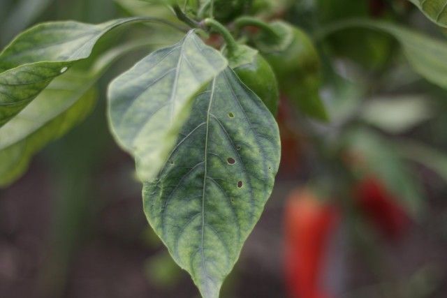 Ознаки білої гнилі на листках перцю