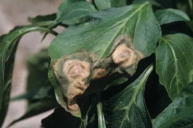 Ознаки фітофторозу на листках перцю