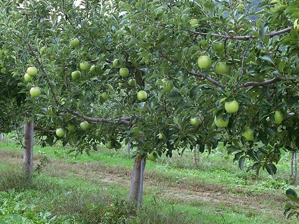 яблуня Семеренко в саду