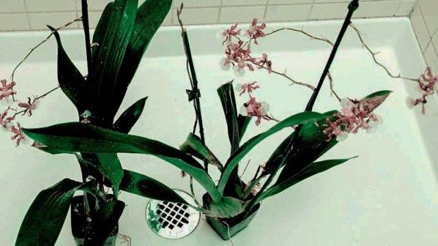 Полив орхідей теплим душем