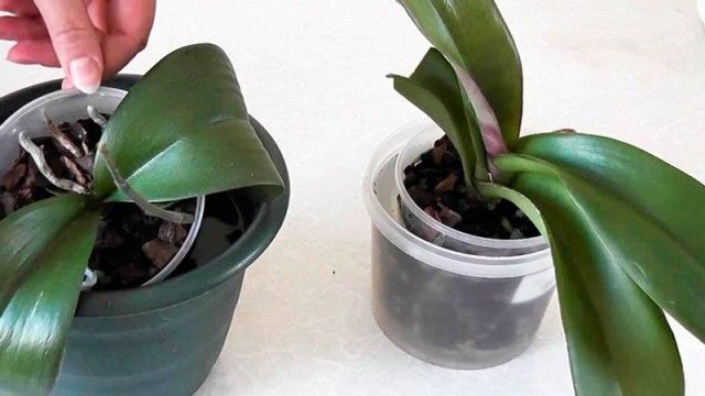Полив орхідей методом занурення