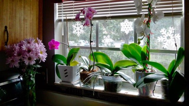 Як поливати орхідеї взимку