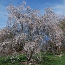 Вишня едосская (Prunus yedoensis)