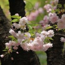 Гірська сакура (Prunus Jamasakura)