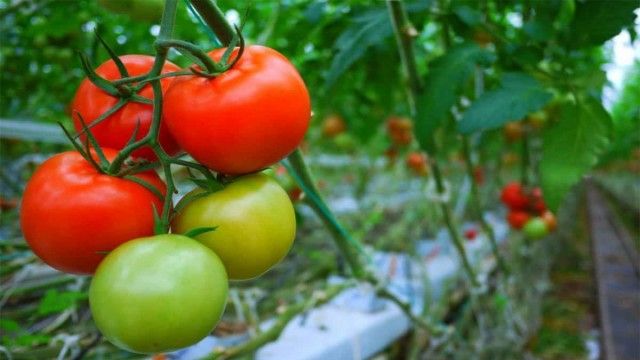 Цвітіння, формування зав'язей, дозрівання томатів залежать від сорту, кліматичних особливостей регіону та умов поточного сезону