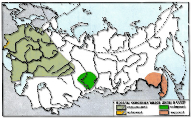 Карта ареалів основних видів липи на території колишнього СРСР