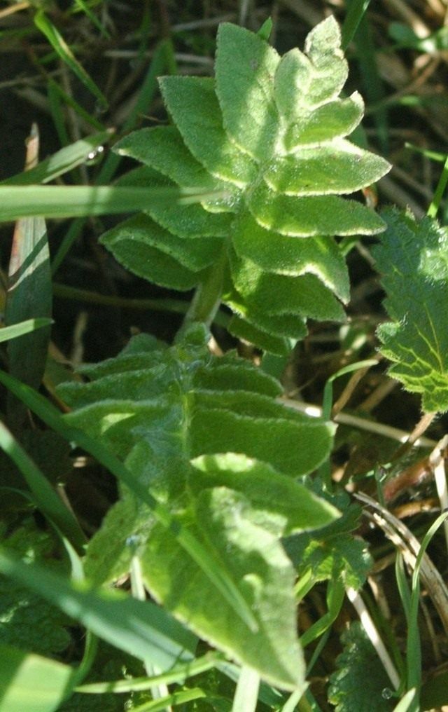 Розетка листя левзеї сафлоровидной, або маралів кореня