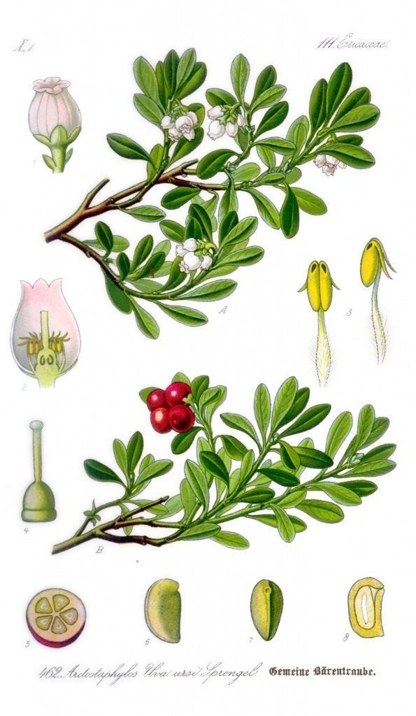 Мучниця звичайна. Ботанічна ілюстрація з книги О. В. Томе «Flora von Deutschland, Osterreich und der Schweiz», 1885