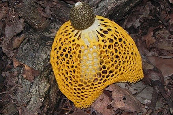 бамбуковий гриб в жовтій спідничці
