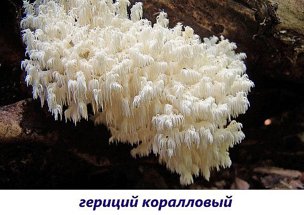 гриб геріцій кораловий