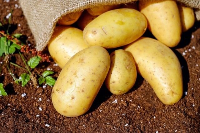 Посівний матеріал картоплі можна захистити від колорадського жука, капустянки і дротяники на тривалий термін і при цьому заощадити час і гроші