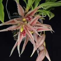 Пафінія Маджестік (Paphinia x majestic)