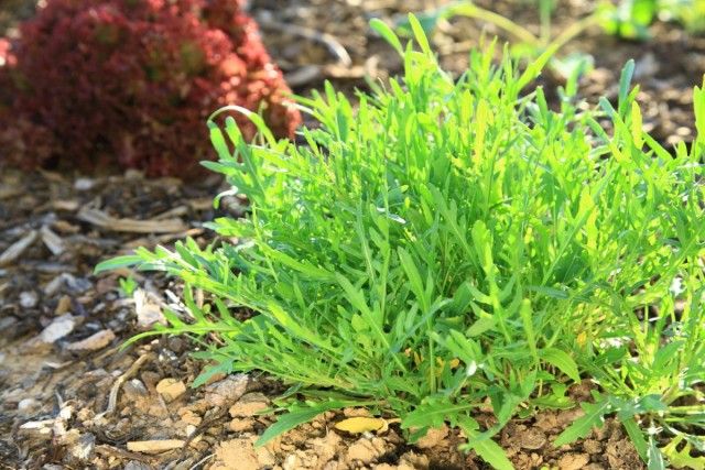 Рукола садові, або Гусенічнік посівної, або Інду посівної, або ерука посівна (Eruca vesicaria, syn. Eruca sativa)