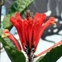 Шоломниця костариканський (Scutellaria costaricana)