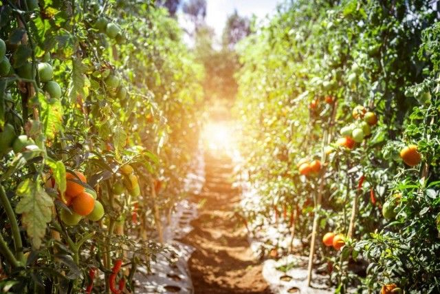 Які сорти томатів ми рекомендуємо вирощувати в сезоні 2019