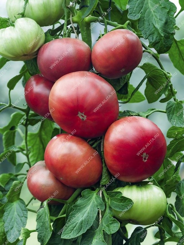 Урожайність сорту «Смуглянка» висока: під плівковими укриттями з квадратного метра грядки можна отримати до 7-7,5 кг плодів