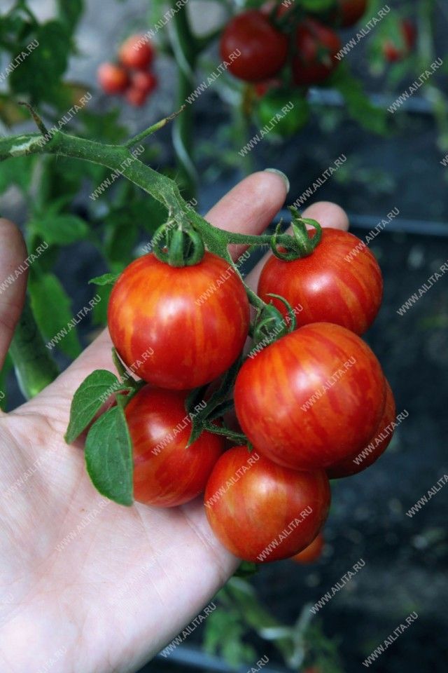 Потужний індетермінатний кущ коктейльної томата «Тигреня» вже з червня починає привертати увагу екзотичної забарвленням зелених і дозрівають плодів