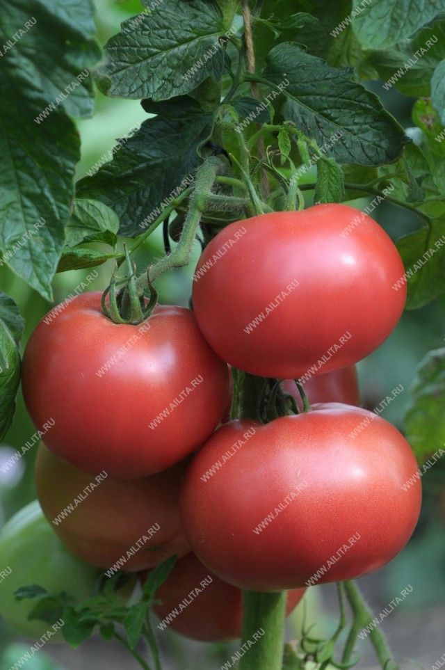 Почавши плодоносити в липні, «Пузатики» буквально завалять вас плодами: під плівковими укриттями з кожної рослини знімають по 3,0-3,5 кг плодів
