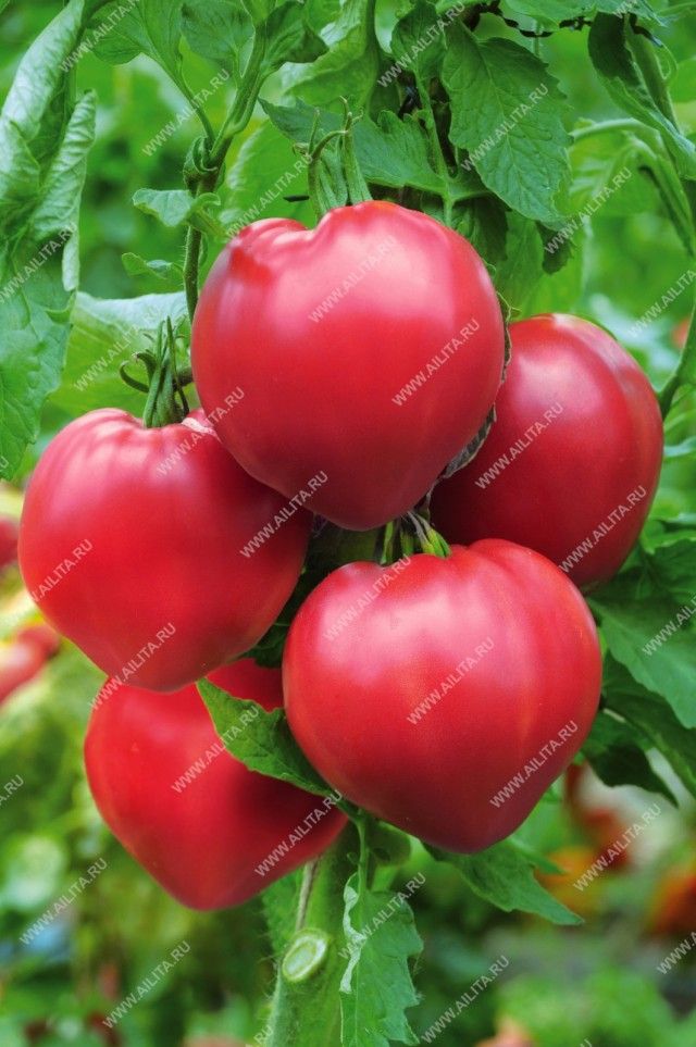 Урожай індетермінантного томата «Біф пинк F1» прибирають, починаючи з липня