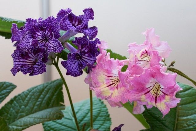 Стрептокарпус - тривале цвітіння при мінімальному догляді