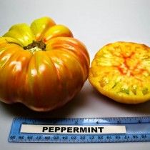 Томат «Пепемінт» (Peppermint)