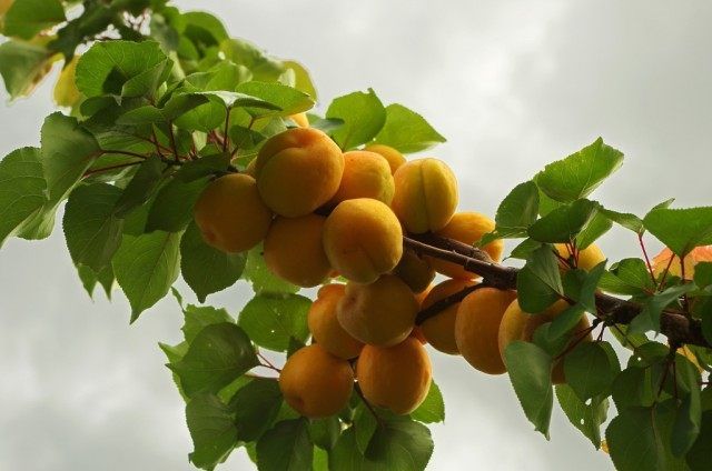 Плоди абрикоса на гілці, сорт «Мускат»