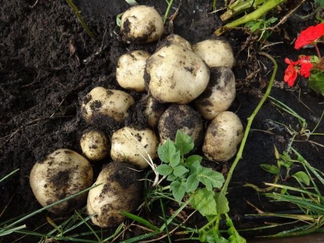 Бульби картоплі, вирощені з насіння, на другий рік