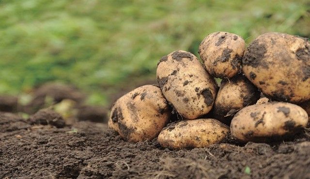 Через хвороби, що викликаються грунтовими грибними патогенами, картопля може втрачати до третини врожаю