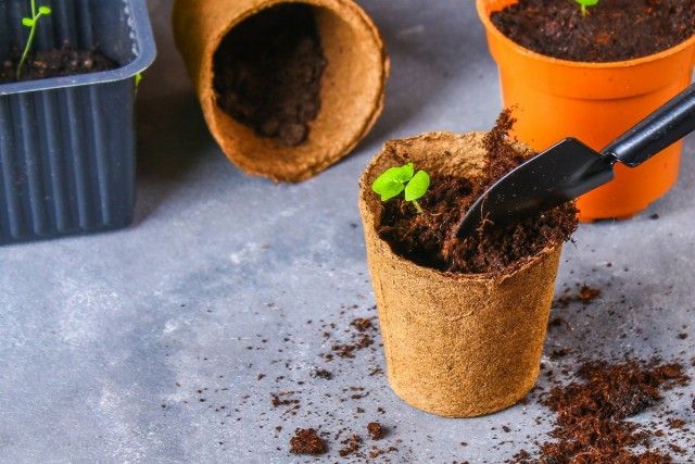 13 кімнатних рослин, які легко виростити з насіння в домашніх умовах