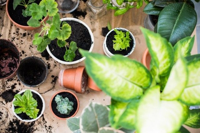 5 головних правил весняного догляду за кімнатними рослинами