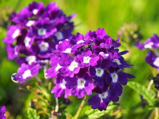 Вербена (Verbena)