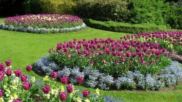 Клумби з тюльпанами і весняними квітами
