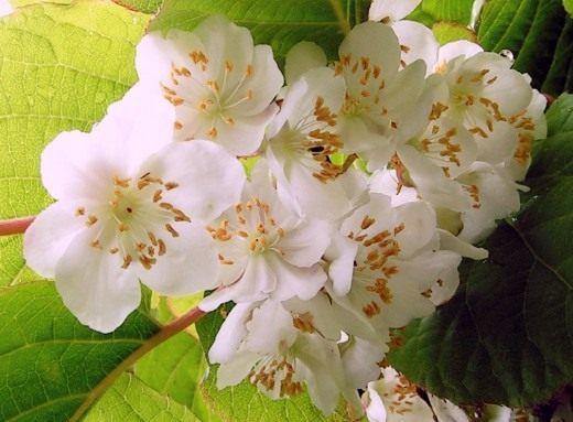 Квітки Актинідії коломикта, або агрусу амурського (Actinidia kolomikta)