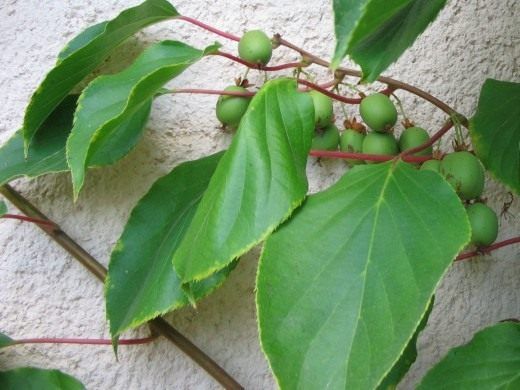 Актинідія гостра (Actinidia arguta)