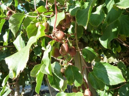 Актинідія гостра (Actinidia arguta)