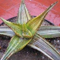 Алое Єжова (Aloe maculata)