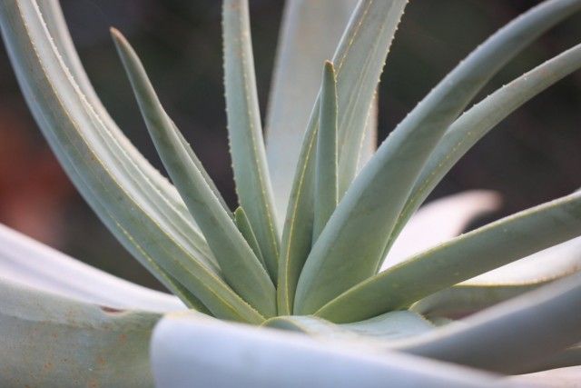 Алое дихотомічне (Aloe dichotoma)