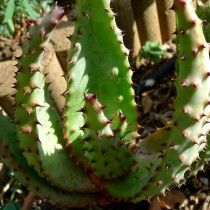 Алое Марлота (Aloe marlothii)