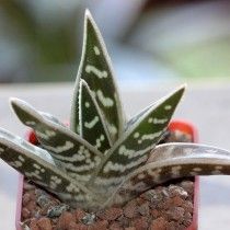 Алое строкате (Aloe variegata)