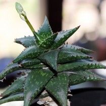 Алое Юкунда (Aloe jucunda)