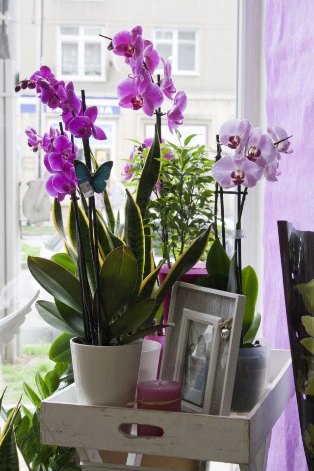 Дуже важливо в догляді за орхідеями забезпечити їм постійне місце в будинку
