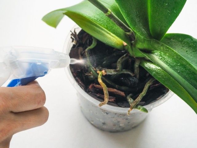 При позакореневих підгодівлі розчин заливають в пульверизатор або обприскувач і змочують листя орхідеї