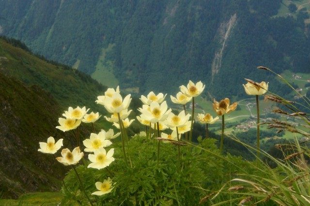 Сон білий (Pulsatilla alpina)