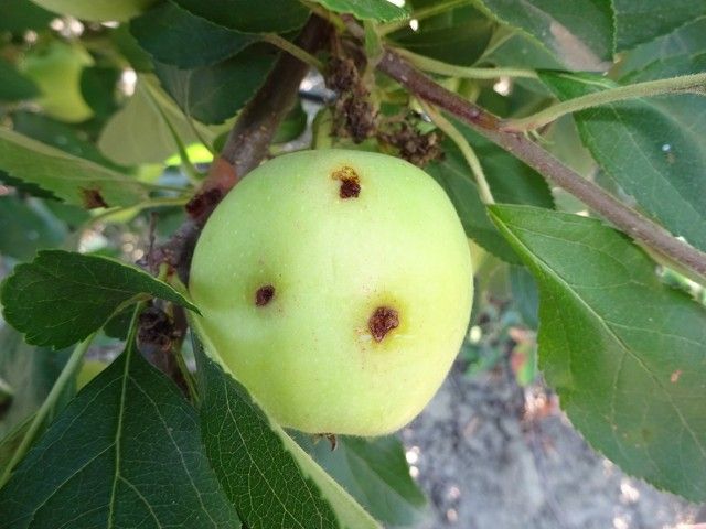 Яблуко пошкоджене плодожеркою