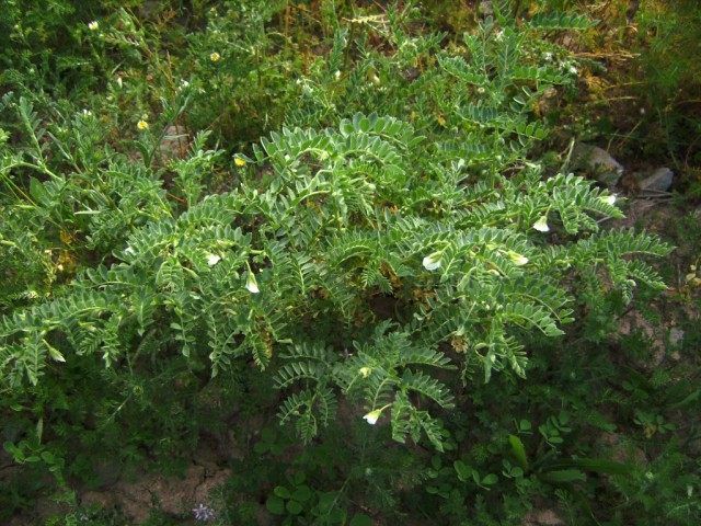 Нут, або турецький горох, або баранячий горох (Cicer arietinum)