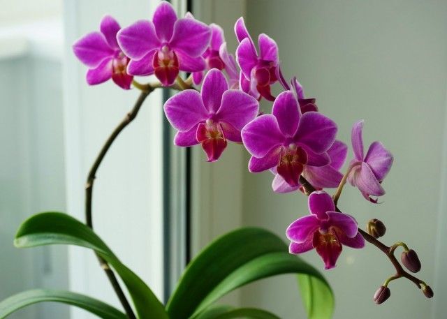 Як змусити орхідею зацвісти? 6 корисних порад