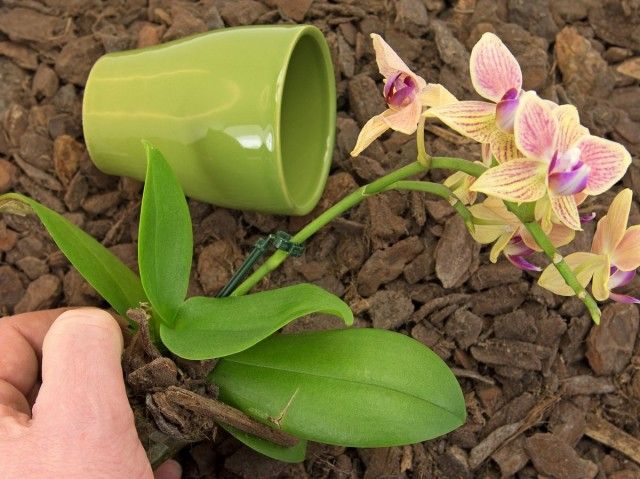 Дуже важливо підібрати правильну ємність, в якій буде рости орхідея