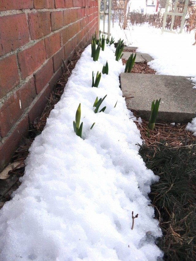 Виконуючи роботи по затримці снігу для зволоження грунту, не забувайте про те, що сніг далеко не скрізь необхідний, а для деяких рослин - небезпечний
