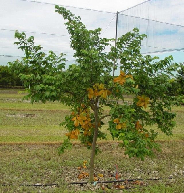Плодоносне дерево карамбола